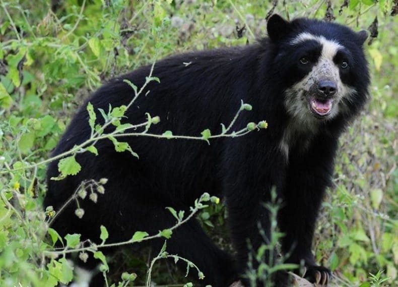 Bear2_WildlifeBolivia