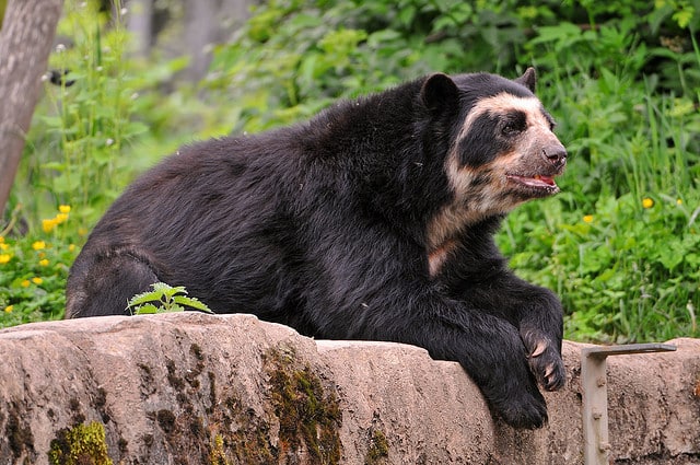 The Spectacled Bear - Bolivia