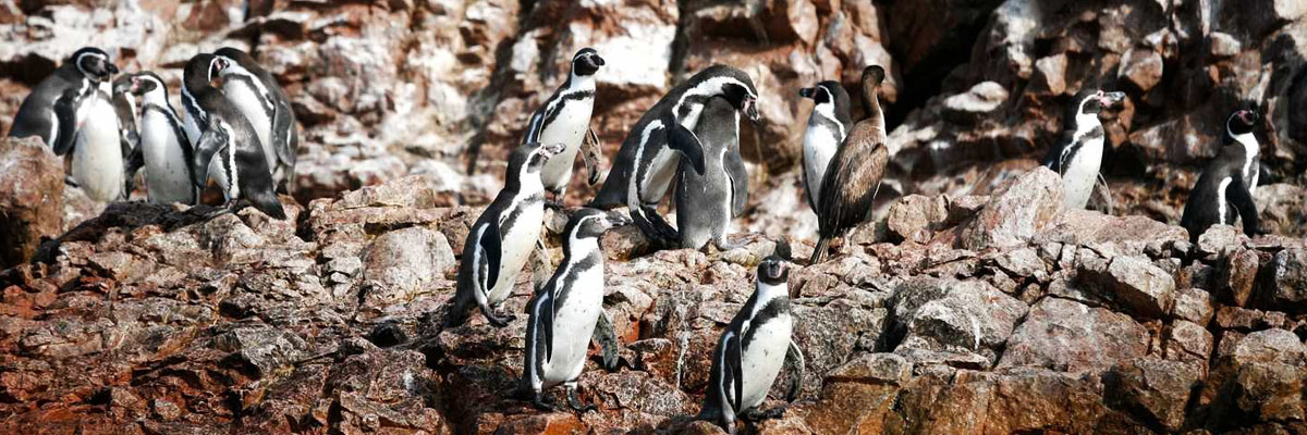 Humboldt Penguins on stones in Paracas, Peru