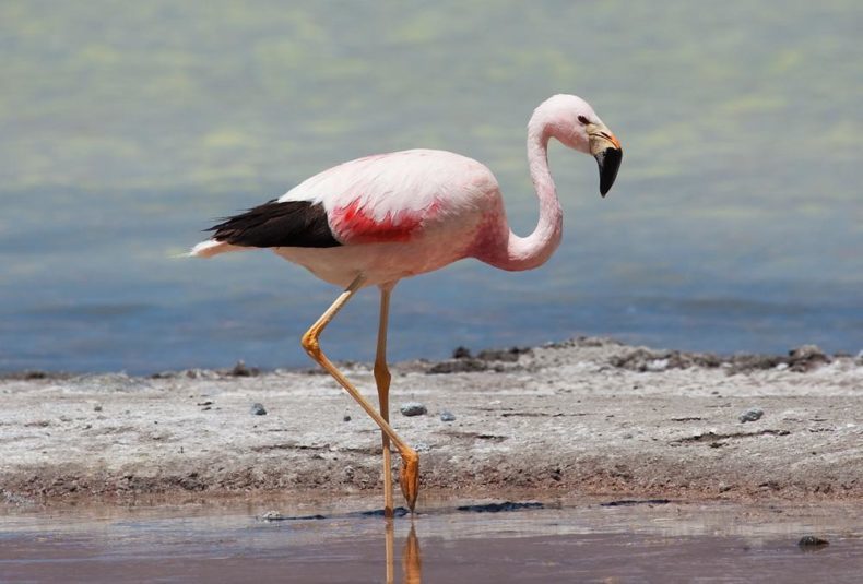  Flamingo - Wildlife Bolivia