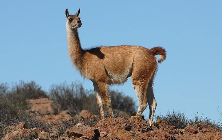 Guanaco - Wildlife in Bolivia