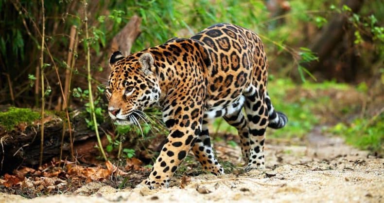  Jaguar - Wildlife in Bolivia