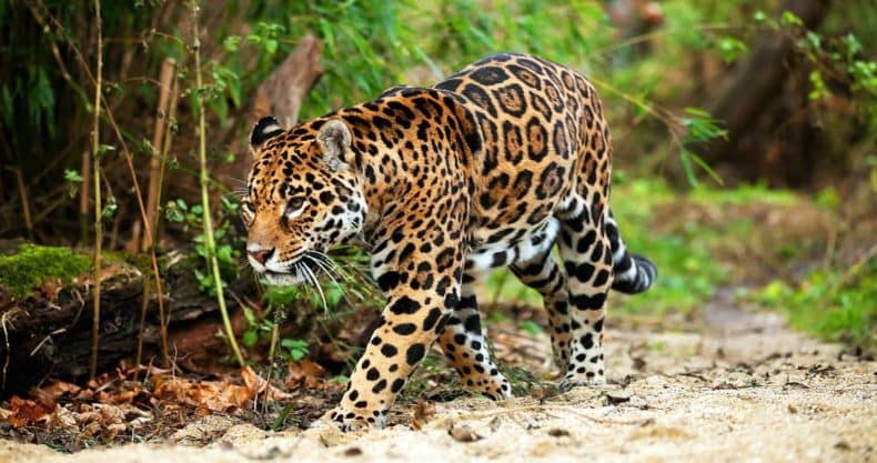  Jaguar - Wildlife in Bolivia