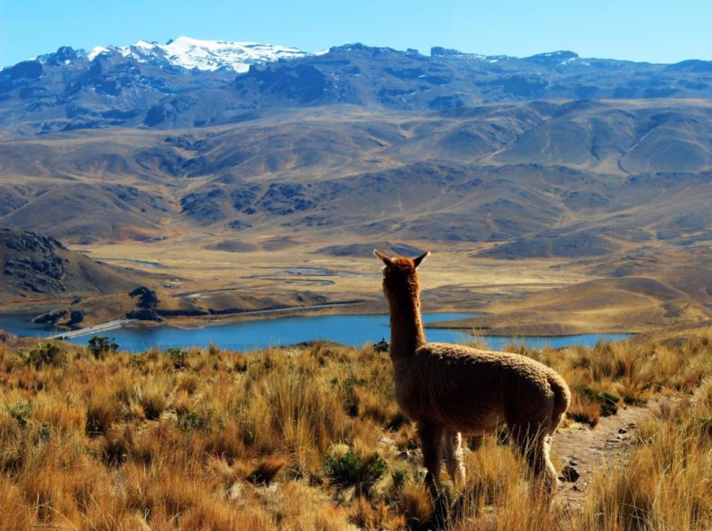 Llama Peru tours