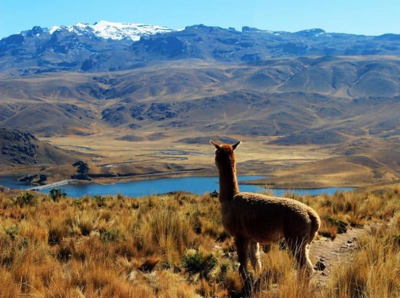 Soroche Peru