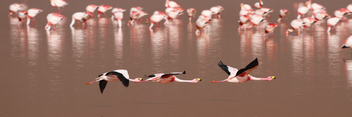 Uyuni Bolivia - Colorada Lagoon with flamingos