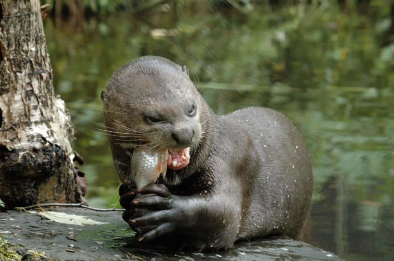 Otter - Wildlife in Bolivia