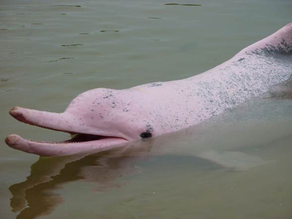 River dolphin - Wildlife in Bolivia