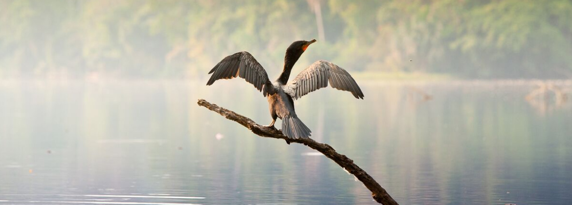 Bolivian Amazon - Jungle Tour