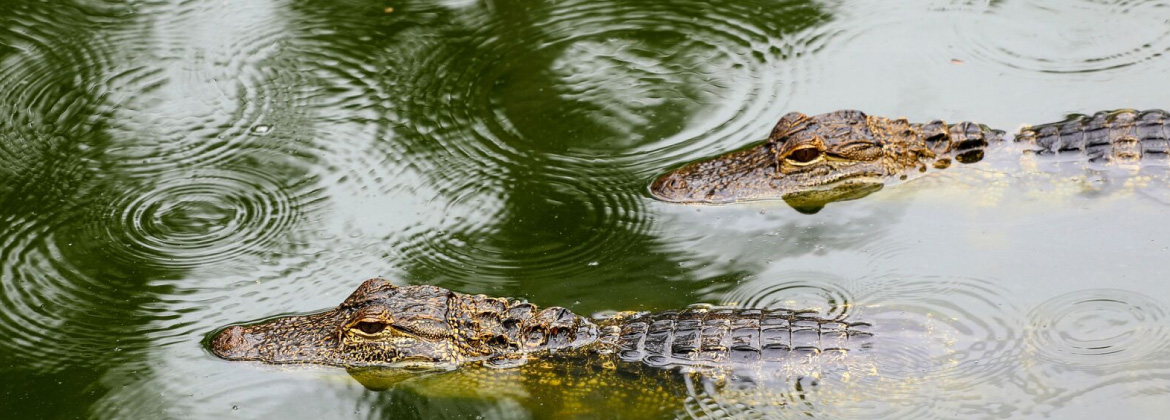 Bolivian Amazon - Pampas Tour