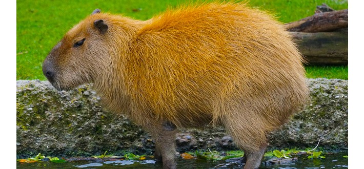 Capivara Gigante Animais da Floresta Amazonica