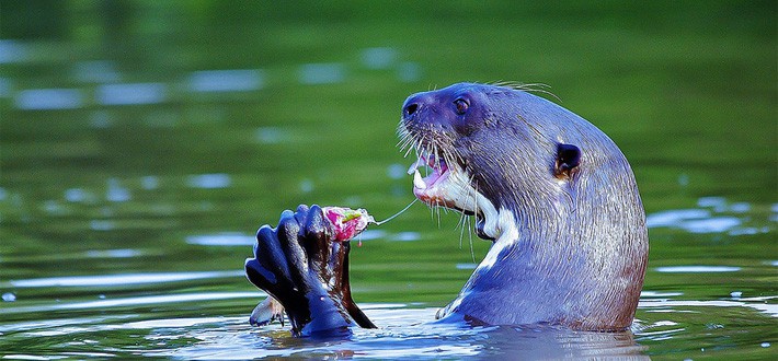 Giant River Otter in Amazon