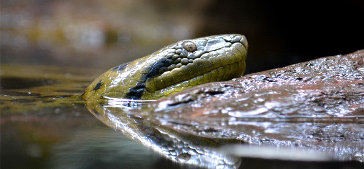 Green Anaconda in Amazon River