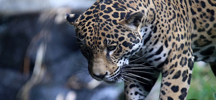 Jaguars Animais da Floresta Amazonica