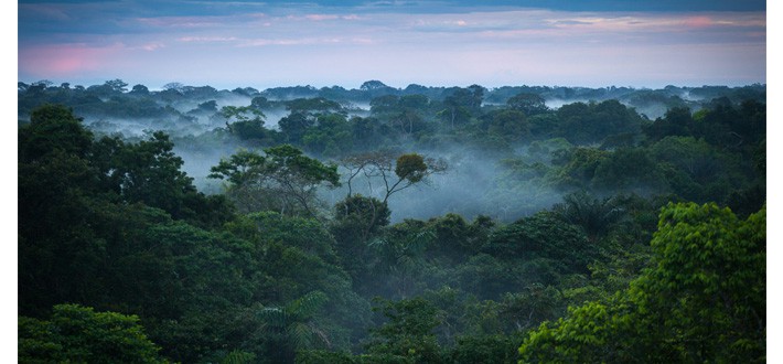 Amazon Rainforest Bolivia