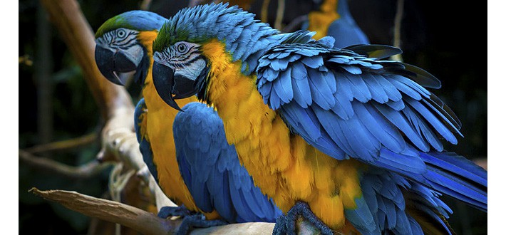 Macaw Parrot Amazon Rainforest Animals