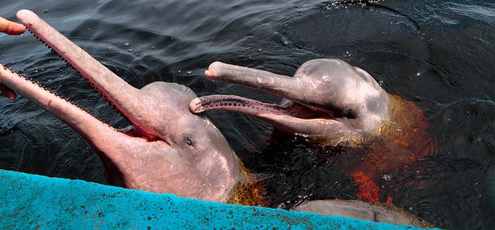 Pink Amazon River Dolphin