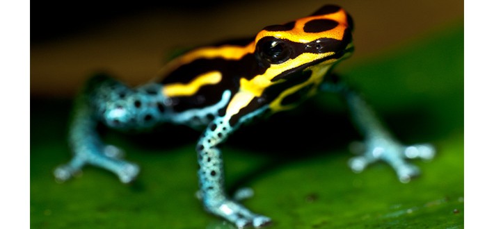 Poison Dart Frog in Amazon Rainforest