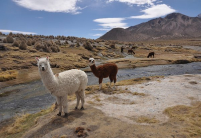 Sajama national park bolivia - alpacas at park