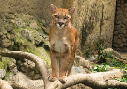 Sajama national park bolivia - puma looking at camera