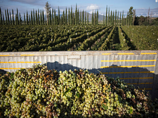 Singani Bolivia - singani vineyard