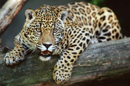 Madidi National Park - Jaguar