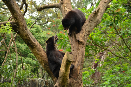 Madidi National Park - Spectacled Bear