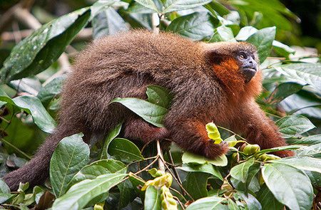 Madidi National Park - Madidi Titi