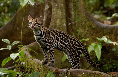 Madidi National Park - Ocelot