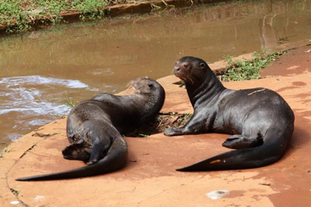 Madidi National Park - Giant Otter