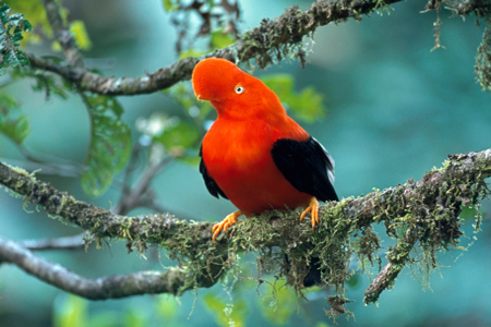 Madidi National Park - Andean Cock-of-the-rock