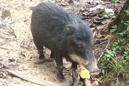 Madidi National Park - White-Lipped Peccary