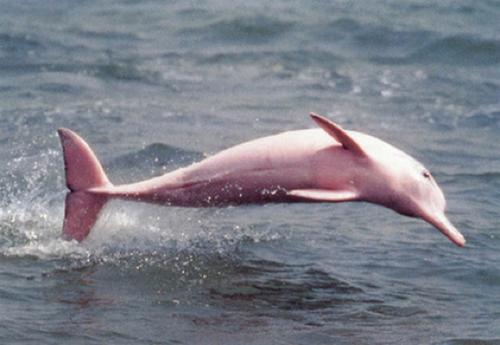 Madidi National Park - Pink River Dolphin