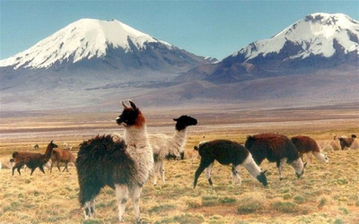 Sajama national park bolivia - Llamas at park