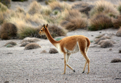 Sajama national park bolivia - Vicuna walking in the park