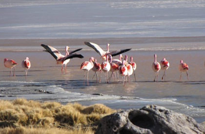 Sajama national park bolivia - group of flamingos close to water