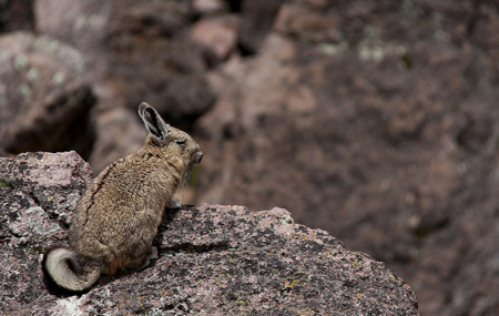 Sajama national park bolivia - chinchilla