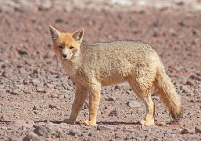 Sajama national park bolivia - andean fox