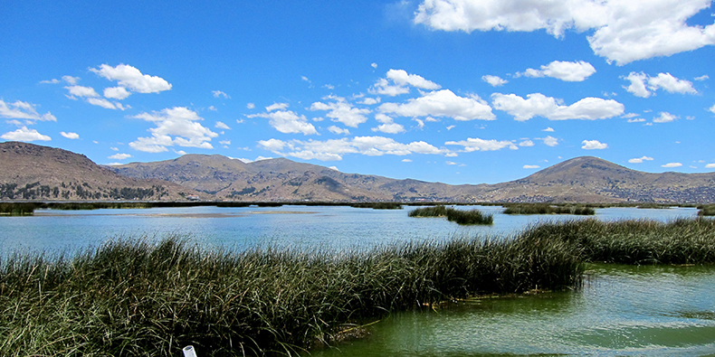 totora plants